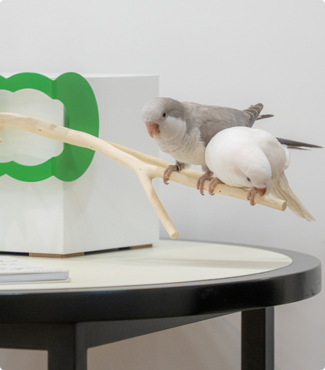 누보